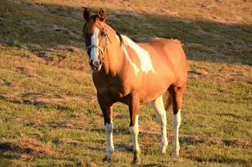 Amarillo Quarter Horse