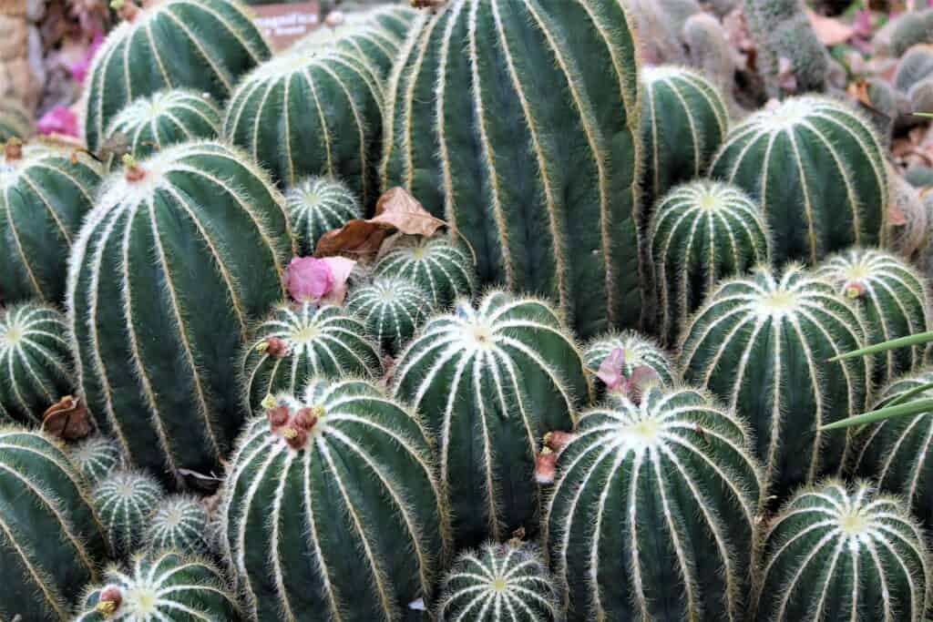 Cactus botanical gardens Amarillo